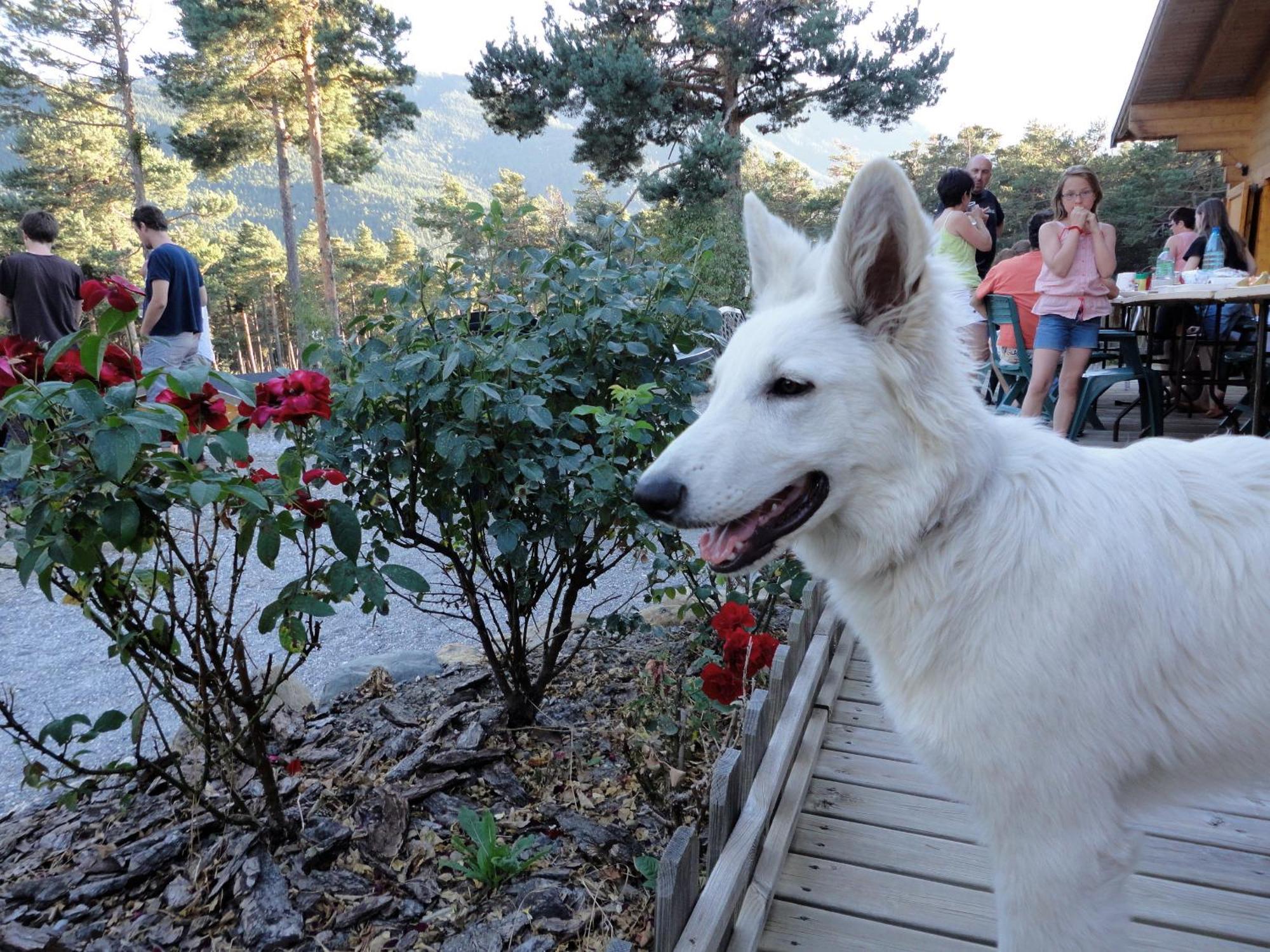 Parc Residentiel De Loisir : Le Loup Blanc Du Riou Hotel Barcelonnette Ngoại thất bức ảnh
