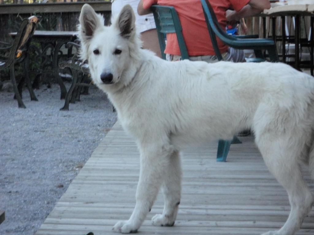 Parc Residentiel De Loisir : Le Loup Blanc Du Riou Hotel Barcelonnette Ngoại thất bức ảnh